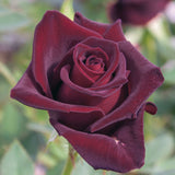 Close-up of a dark Black Baccara Rose with a blurred green background