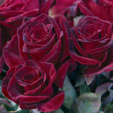Close-up of dark red Black Baccara Roses with green leaves