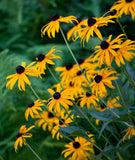 Black-eyed Susan