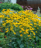 Black-eyed Susan - 5 Root Divisions