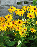 Black-eyed Susan