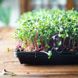 Tray of young microgreens on a wooden surface 1020 Microgreen Trays | Heavy Duty Shallow 1020 Trays