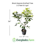 Black Sapote Bernicker Tree Grafted