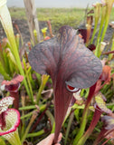 Close-up of a Sarracenia - Black Widow pitcher plant with a blurred background