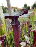 Close-up of a Sarracenia - Black Widow pitcher plant with a blurred background
