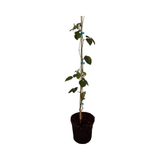 Triple Crown Blackberry Plant with green leaves on a white background