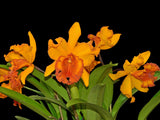 Rhyncholaeliocattleya Hubert Garton