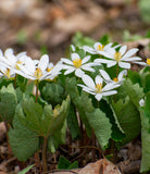Bloodroot 