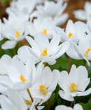 Bloodroot 