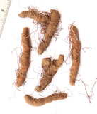 Bloodroot 