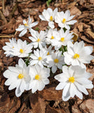 Bloodroot 