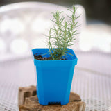 Blue pot with a green plant on a wooden surface 5" Nursery Pots with Insert Tray