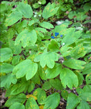 Blue Cohosh