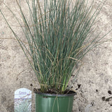 Juncus tenuis Blue Dart