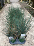 Juncus tenuis Blue Dart
