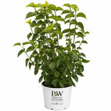 Blue Muffin® Arrowwood Viburnum