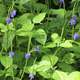 Blue Porterweed (Stachytarpheta jamaicensis) leaves with purple flowers in a natural setting