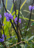 Blue Porterweed (Stachytarpheta jamaicensis) flowers on a plant with a blurred green background