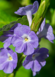 Close-up of Blue Porterweed (Stachytarpheta jamaicensis) flowers with green leaves on a blurred green background