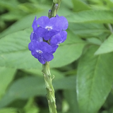 Close-up of a Blue Porterweed (Stachytarpheta jamaicensis) flower with green leaves in the background