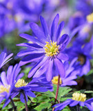 Blue Shades Anemone blanda 