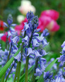 Blue Spanish Bluebells 