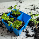 Small green plants in blue seedling trays on a soil-covered surface 4 Cell Plug Tray Inserts