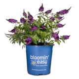 Blueberry Pie® Butterfly Bush