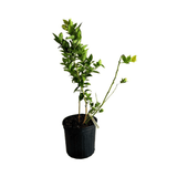 Blueberry Plant Sharpe Blue tree with green leaves on a white background