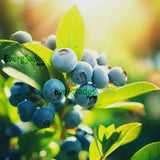 Close-up of blueberries with green leaves on a blurred natural background, featuring the 'Everfade' brand.