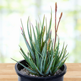 Potted Aloe "Blue Elf" plant on a wooden surface with a blurred natural background