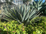 Agave 'Blue Glow'