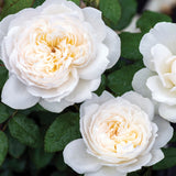 Close-up of three Bolero Floribunda Roses with green leaves in the background