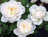 Three Bolero Floribunda Roses with green leaves in the background