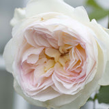 Close-up of a Bolero Floribunda Rose with a soft focus background