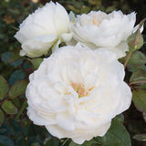 Close-up of Bolero Floribunda Roses with green leaves in the background