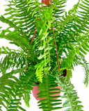 Kimberly Queen Fern with pink pot on a white background