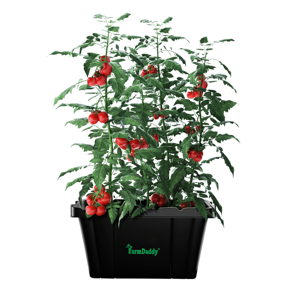 Tomato plant with red tomatoes in a black container labeled 'FarmDaddy' on a white background 1- Self-Watering Raised Bed -  No Accessories