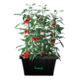 Tomato plant with red tomatoes in a black container labeled 'FarmDaddy' on a white background 1- Self-Watering Raised Bed -  No Accessories