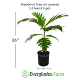 Breadfruit tree plant with dimensions and Everglades Farm logo on a white background