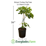 Brown Turkey Fig Tree with dimensions and Everglades Farm logo on a white background