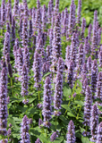 Korean Mint (Agastache rugosa)