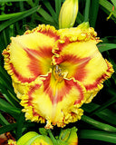 Buntyn's Hot Diggity Dog Reblooming Daylily - 1 Single Fan Division