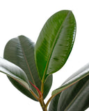 Close-up of a Ficus Elastica 'Burgundy' with a white background