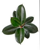 Close-up of a Ficus Elastica 'Burgundy' on a white background