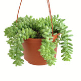 Sedum morganianum 'Burro's Tail'
