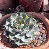 Agave potatorum 'Kichiokhan Marginata' plant in a pot with pebbles