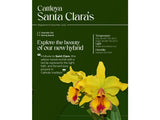 Cattleya Santa Clara’s