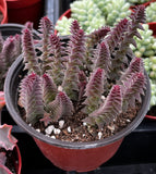 Crassula 'Pagoda Village' plant with purple and green leaves