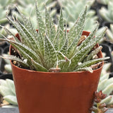 Aristaloe aristata, formerly known as Aloe aristata aka Lance Aloe plant in a terracotta pot with a blurred background of more plants.